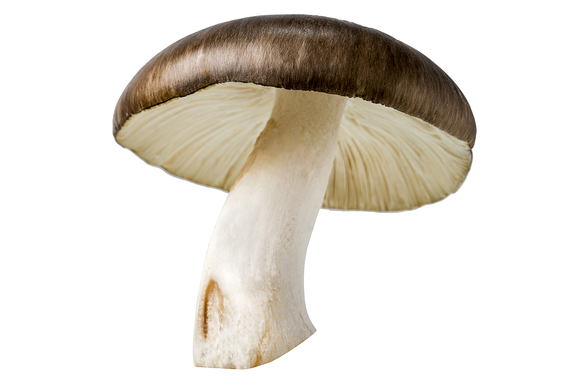 le champignon