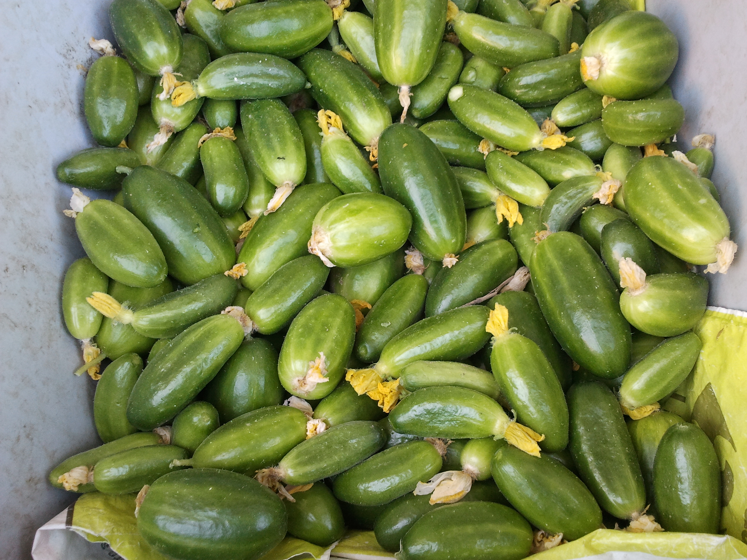 le concombre libanais