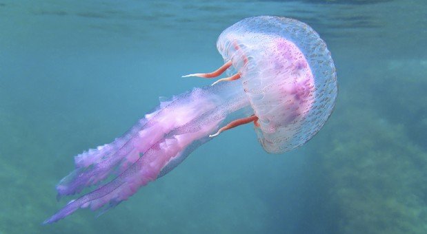 une méduse