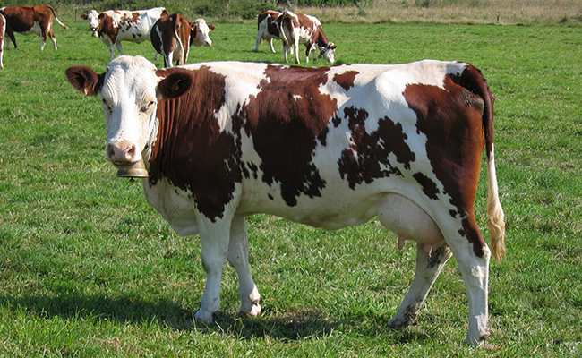 une vache