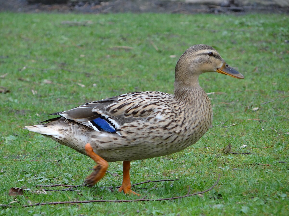 un canard