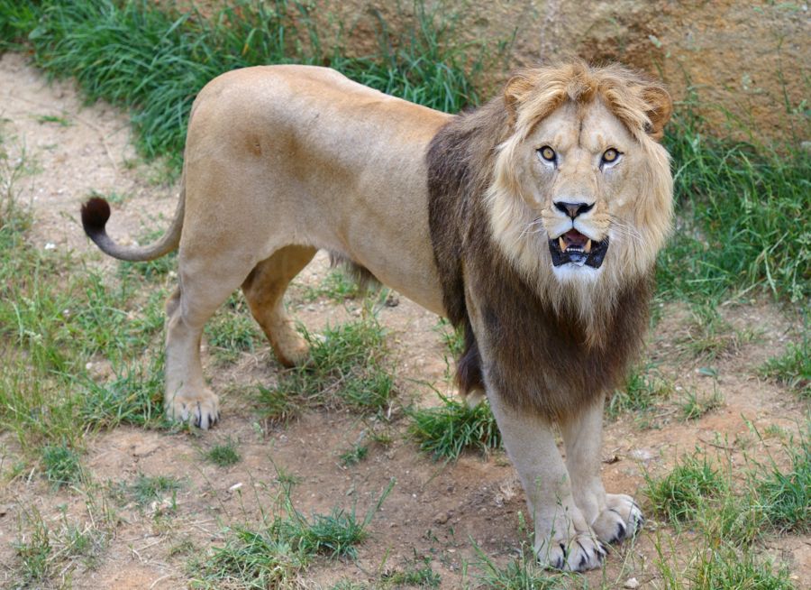 un lion