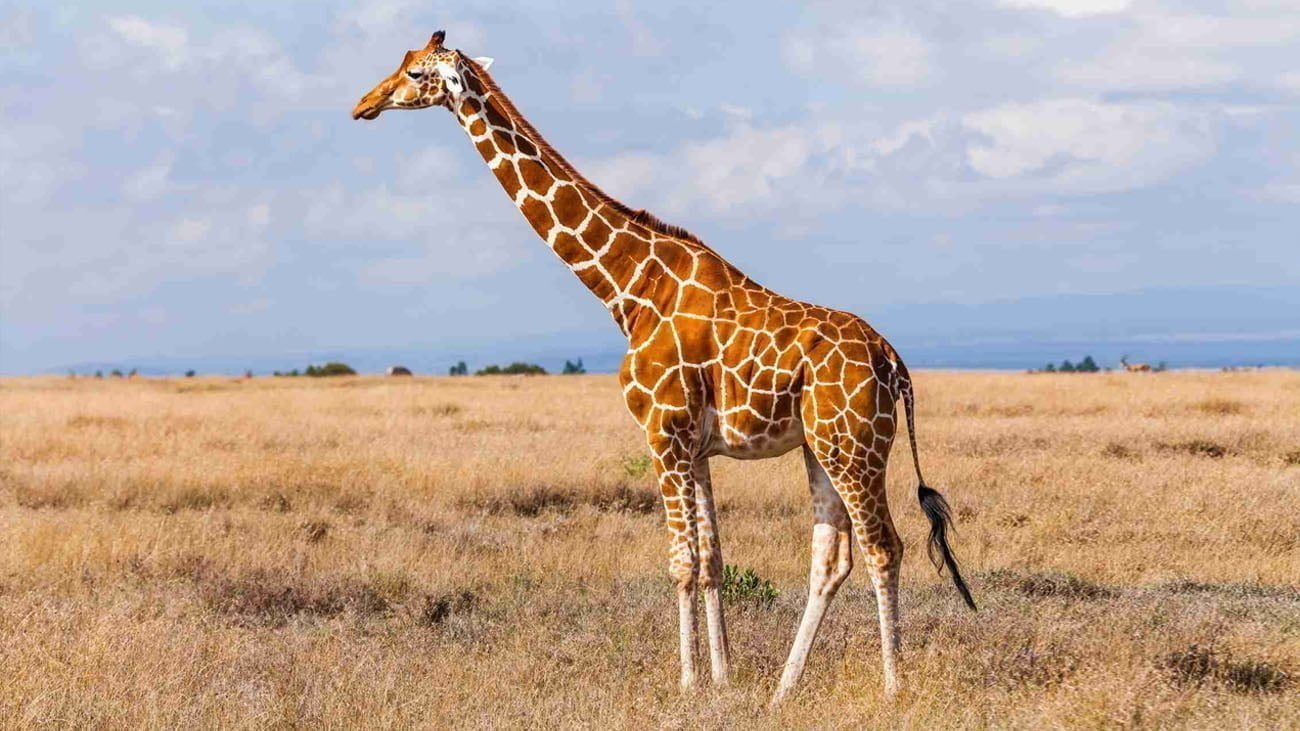 une girafe